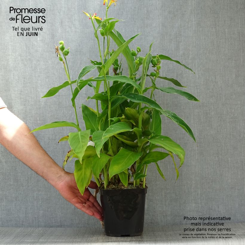 Exemplar von Canna edulis - Blumenrohr Topf mit 2L/3L wie im Sommer geliefert