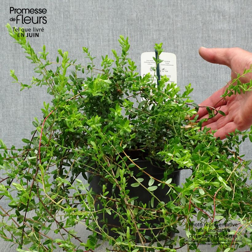 Exemplar von Cranberry Pilgrim - Vaccinium macrocarpon Topf mit 1,5L/2L, Strauch wie im Sommer geliefert