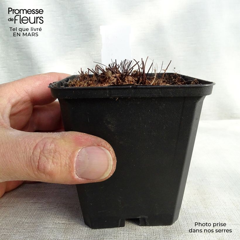 Exemplar von Adiantum venustum - Himalaja-Venushaar-Farn Kleine Töpfe von 8/9 cm wie im Winter geliefert