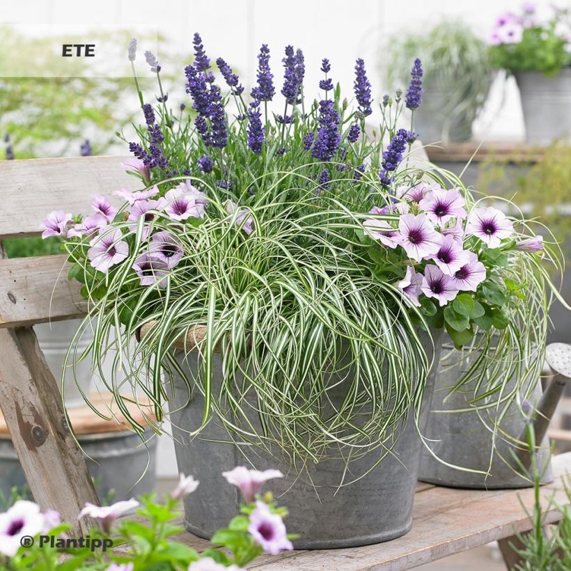 Carex oshimensis EverColor Everlite - Oshima-Segge (Hafen)