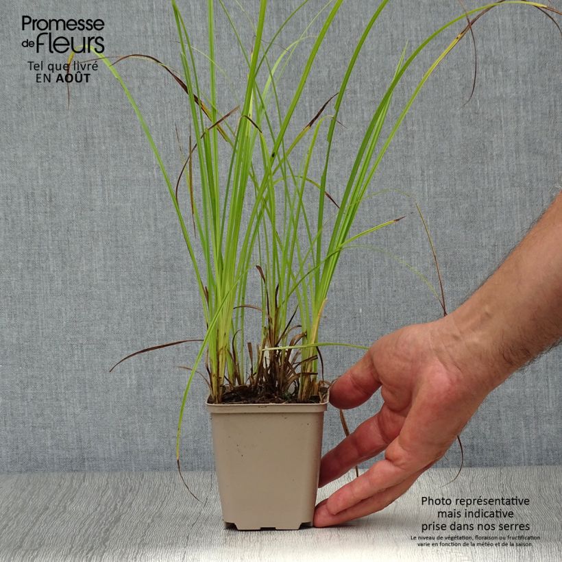Exemplar von Carex acutiformis - Sumpf-Segge Kleine Töpfe von 8/9 cm wie im Sommer geliefert