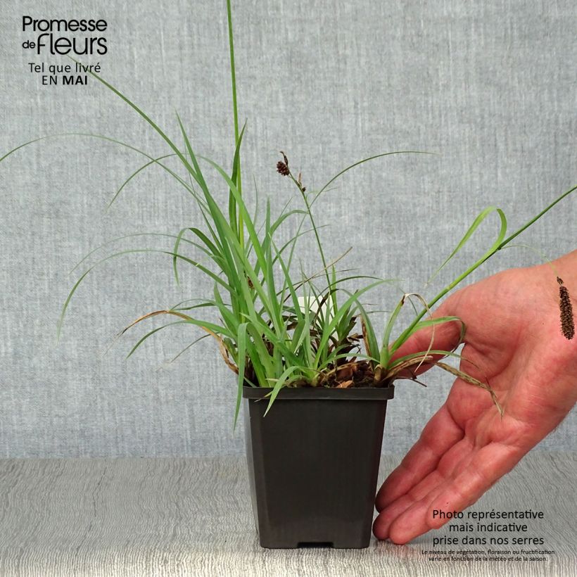 Exemplar von Carex atrata - Schwarze Segge Kleine Töpfe von 8/9 cm wie im Frühjahr geliefert