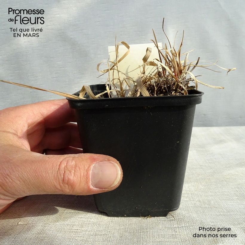Exemplar von Carex berggrenii - Zwerg-Segge Kleine Töpfe von 8/9 cm wie im Frühjahr geliefert