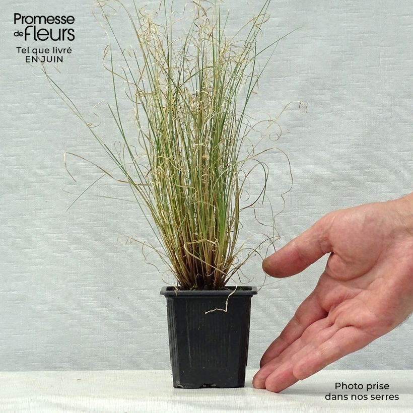 Exemplar von Carex buchananii Viridis - Fuchsrote Neuseeland-Segge Kleine Töpfe von 8/9 cm wie im Sommer geliefert