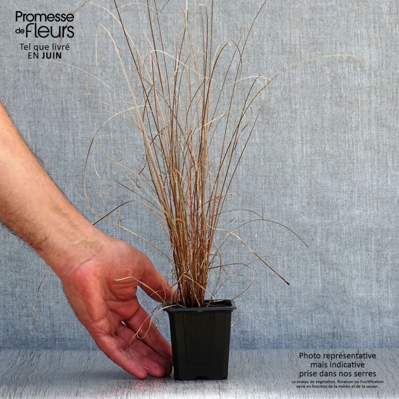 Exemplar von Carex buchananii - Fuchsrote Neuseeland-Segge Kleine Töpfe von 8/9 cm wie im Sommer geliefert