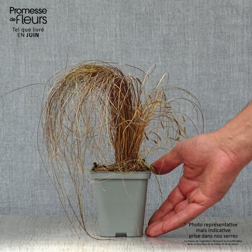 Exemplar von Carex comans Bronze Form - Neuseeländische Segge Kleine Töpfe von 8/9 cm wie im Sommer geliefert