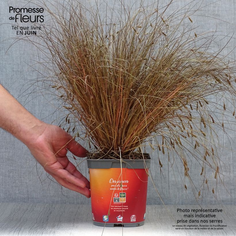Exemplar von Carex comans Bronze Form - Neuseeländische Segge Topf mit 2L/3L wie im Sommer geliefert