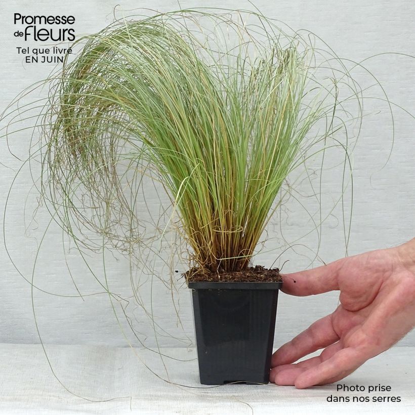 Exemplar von Carex comans Frosted Curls - Neuseeländische Segge Kleine Töpfe von 8/9 cm wie im Sommer geliefert