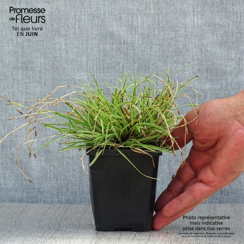 Exemplar von Carex conica Snowline - Weißgerandete Segge Kleine Töpfe von 8/9 cm wie im Sommer geliefert