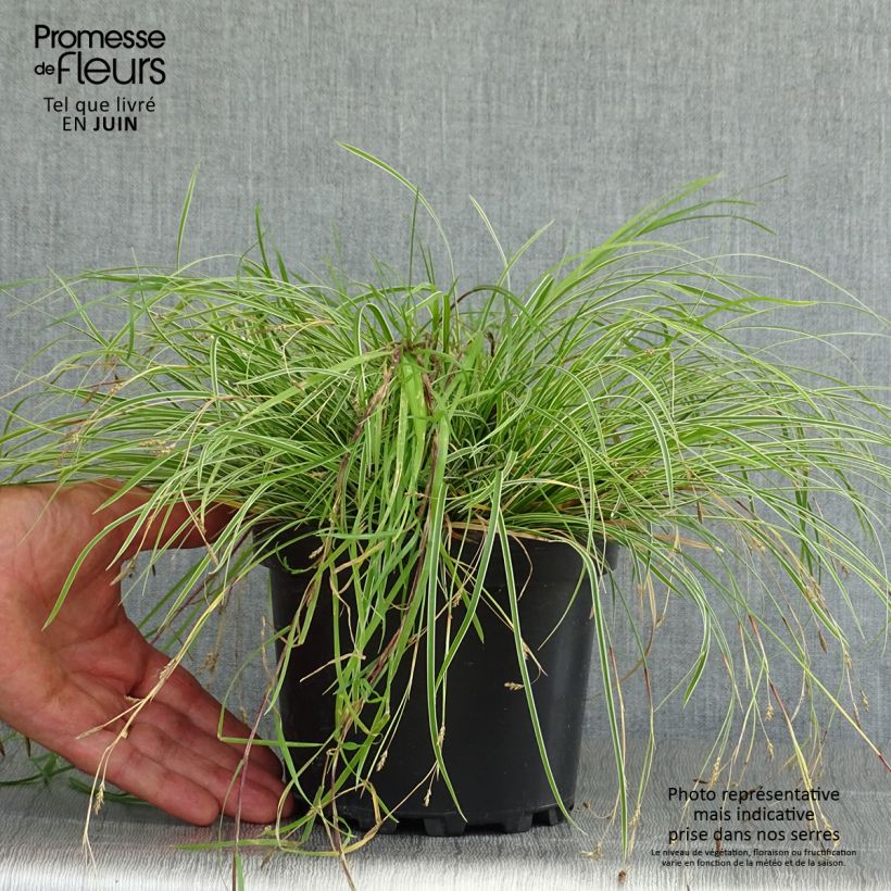 Exemplar von Carex conica Snowline - Weißgerandete Segge Topf mit 2L/3L wie im Sommer geliefert