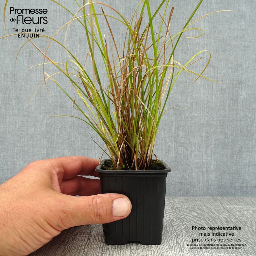 Exemplar von Carex dipsacea - Neuseeland-Segge Kleine Töpfe von 8/9 cm wie im Sommer geliefert