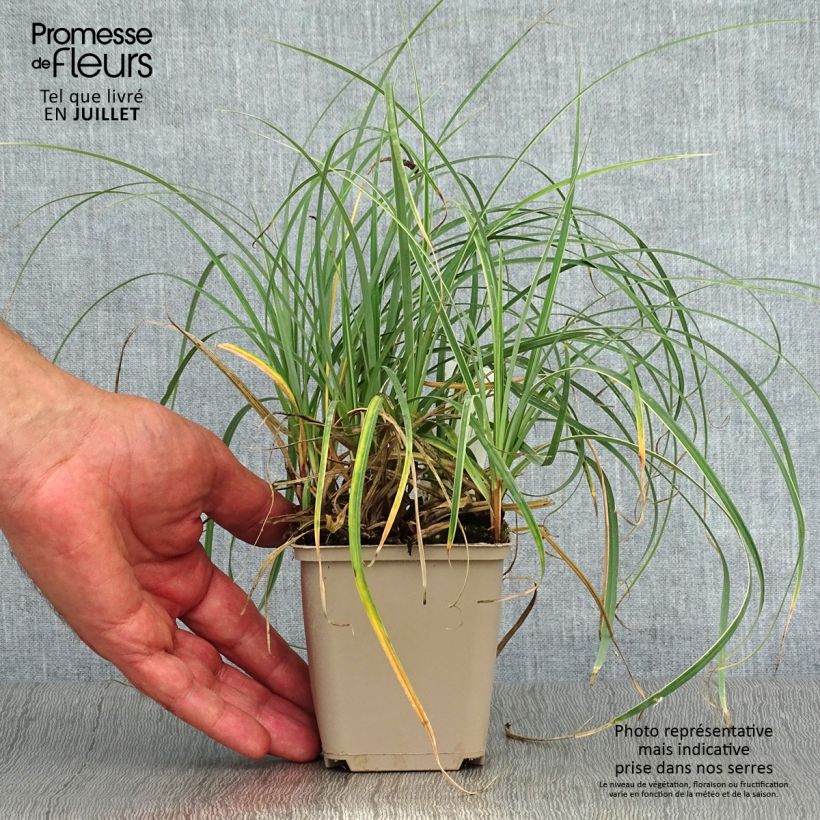 Exemplar von Carex flacca Blue Zinger - Blaugrüne Segge Kleine Töpfe von 8/9 cm wie im Sommer geliefert