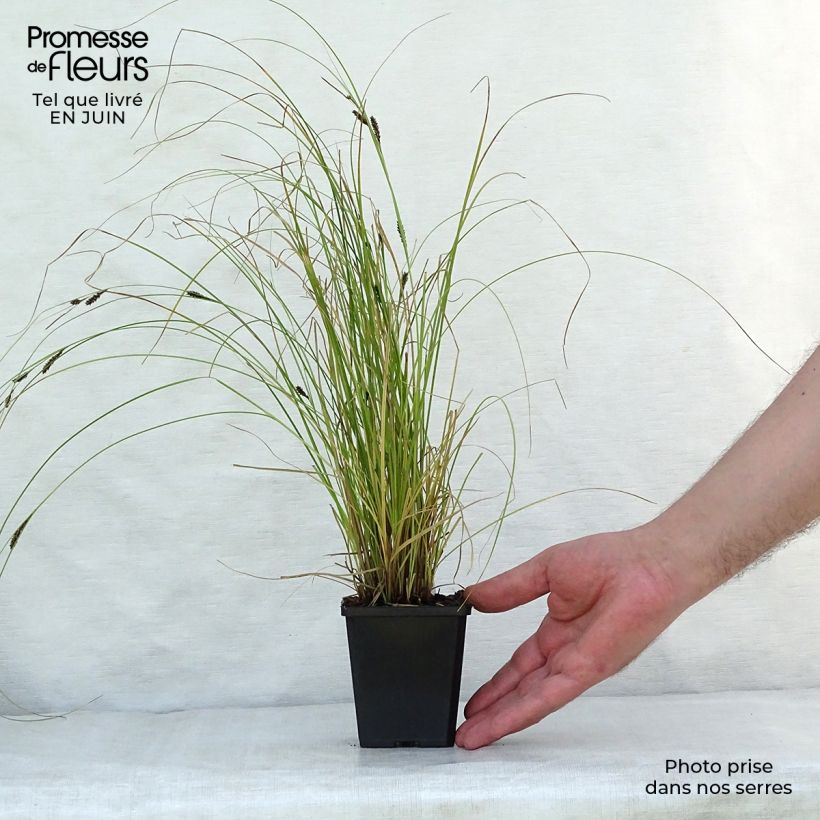 Exemplar von Carex flagellifera Kiwi - Peitschentragende Segge Kleine Töpfe von 8/9 cm wie im Sommer geliefert