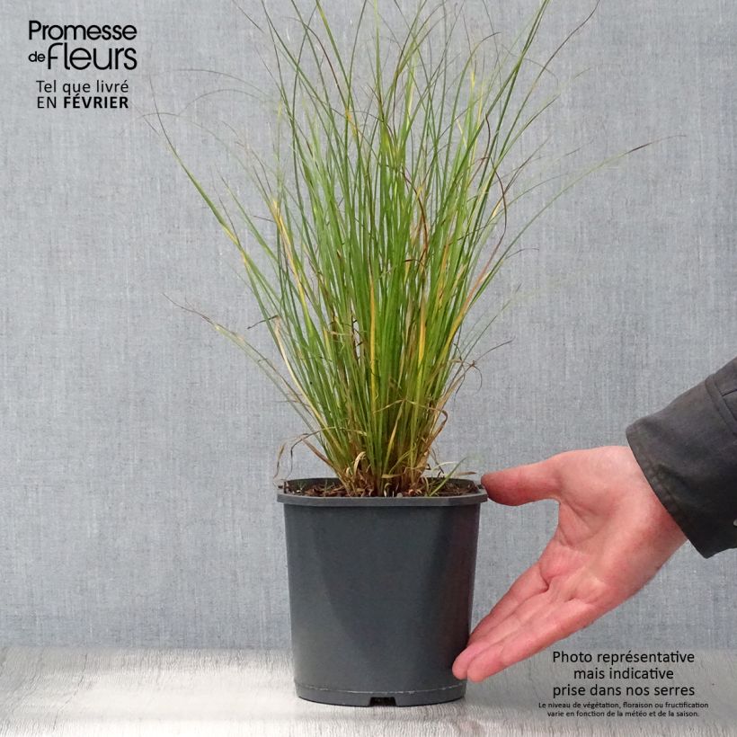 Exemplar von Carex flagellifera - Peitschentragende Segge Topf mit 2L/3L wie im Winter geliefert