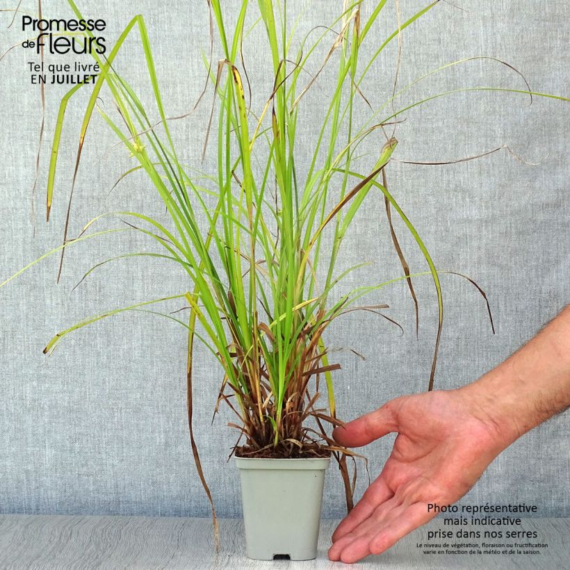 Exemplar von Carex grayi - Morgenstern-Segge Kleine Töpfe von 8/9 cm wie im Sommer geliefert