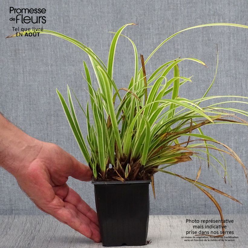 Exemplar von Carex morrowii subsp. foliosissima Aureovariegata - Japan-Segge Kleine Töpfe von 8/9 cm wie im Sommer geliefert