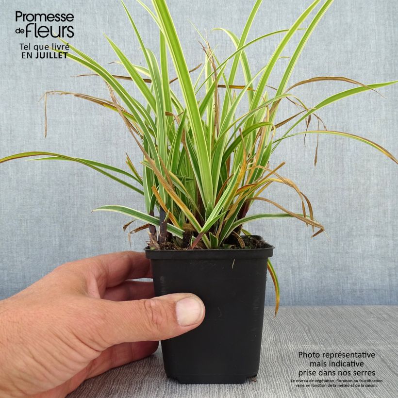 Exemplar von Carex morrowii Goldband - Japan-Segge Kleine Töpfe von 8/9 cm wie im Sommer geliefert