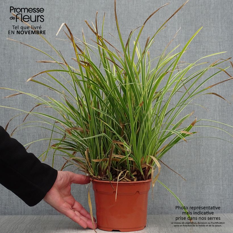 Exemplar von Carex morrowii Ice Dance - Japan-Segge Topf mit 2L/3L wie im Herbst geliefert