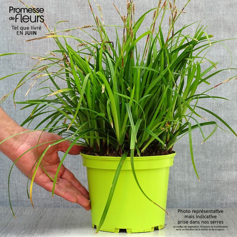 Exemplar von Carex morrowii subsp. foliosissima Irish Green - Japan-Segge Topf mit 2L/3L wie im Sommer geliefert