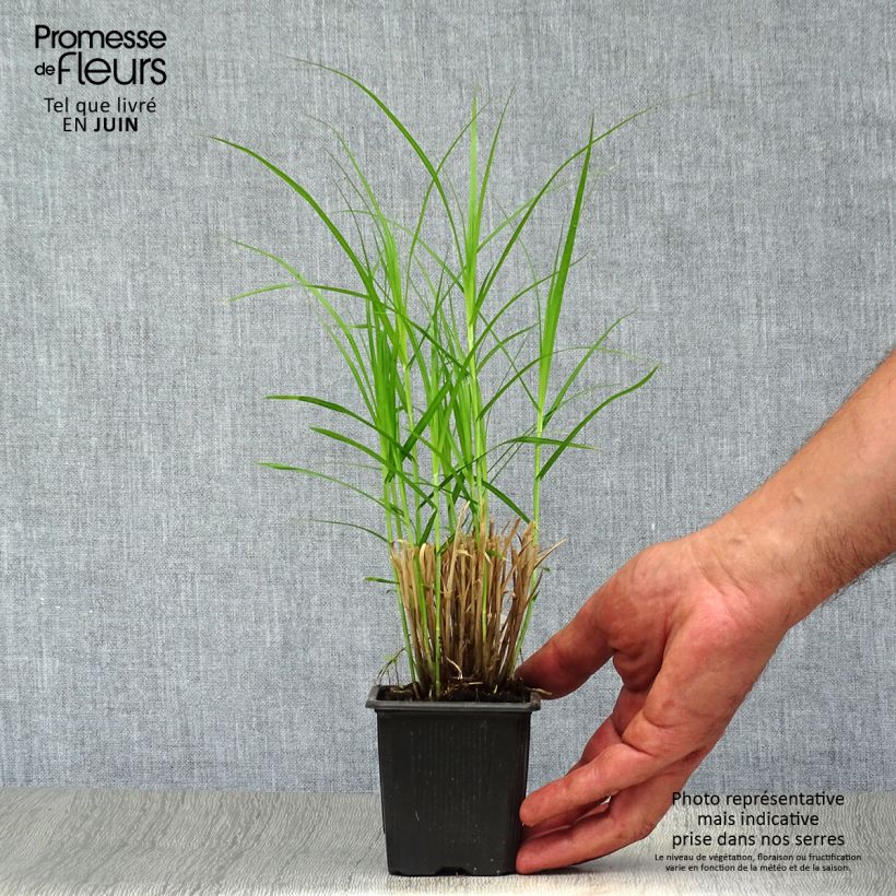 Exemplar von Carex muskingumensis - Palmwedel-Segge Kleine Töpfe von 8/9 cm wie im Sommer geliefert