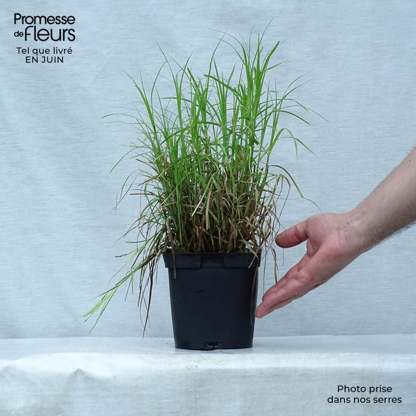 Exemplar von Carex muskingumensis - Palmwedel-Segge Topf mit 2L/3L wie im Sommer geliefert