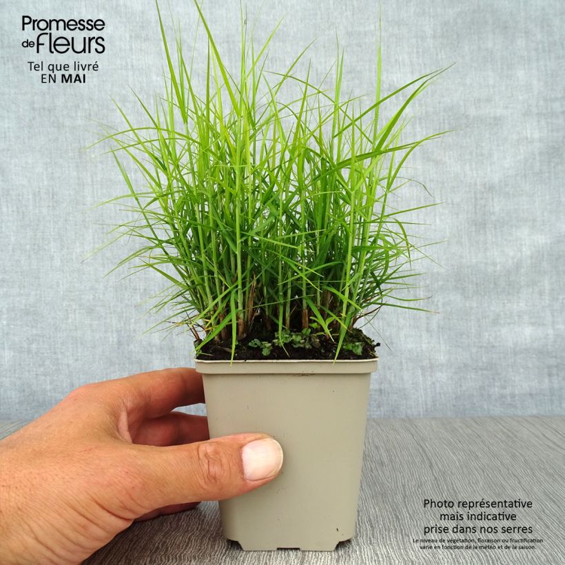 Exemplar von Carex muskingumensis Little Midge - Palmwedel-Segge Kleine Töpfe von 8/9 cm wie im Frühjahr geliefert