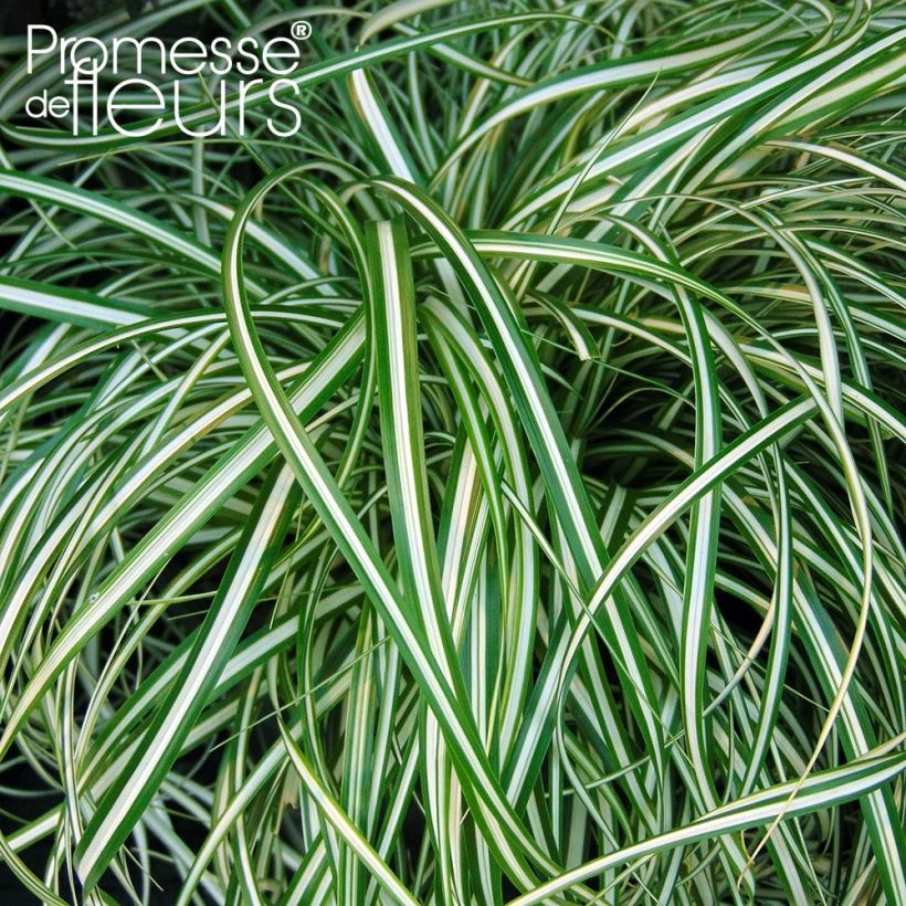 Carex oshimensis EverColor Everlite - Oshima-Segge (Laub)