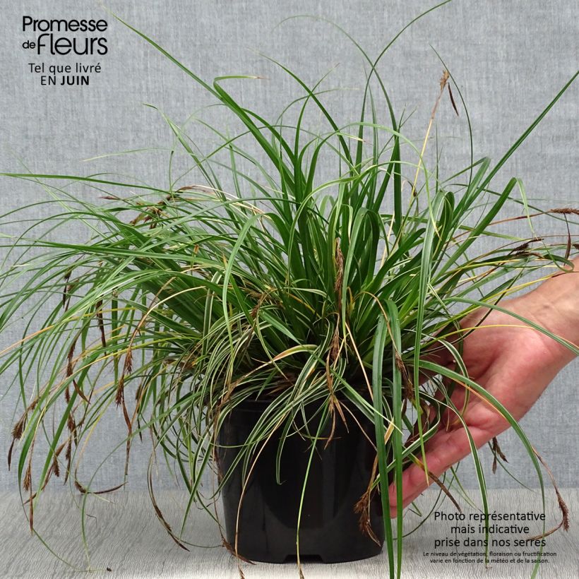 Exemplar von Carex oshimensis Evercream - Oshima-Segge Topf mit 2L/3L wie im Sommer geliefert