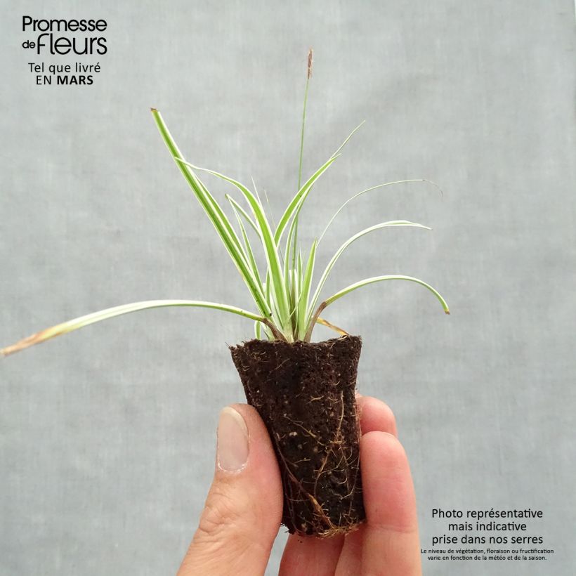 Exemplar von Carex oshimensis Everest - Oshima-Segge Mini-Plug Ø 3/4 cm wie im Frühjahr geliefert
