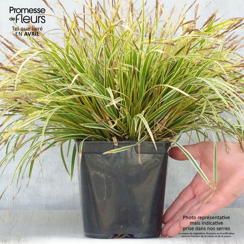 Exemplar von Carex oshimensis Everglow - Oshima-Segge Topf mit 1,5L/2L wie im Frühjahr geliefert