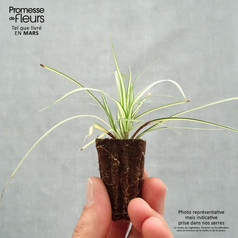 Exemplar von Carex oshimensis Evergold - Oshima-Segge Mini-Plug Ø 3/4 cm wie im Frühjahr geliefert