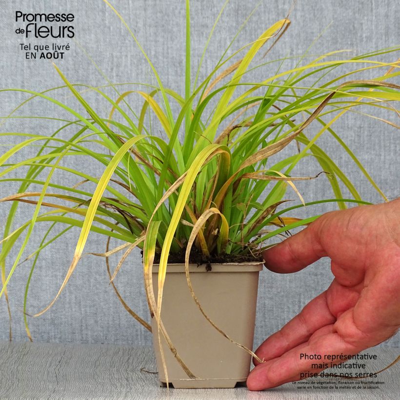 Exemplar von Carex oshimensis Evergreen - Oshima-Segge Kleine Töpfe von 8/9 cm wie im Sommer geliefert