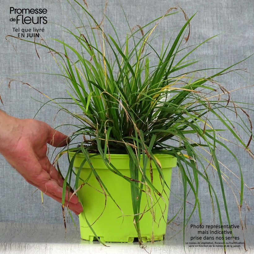 Exemplar von Carex oshimensis Evergreen - Oshima-Segge Topf mit 2L/3L wie im Sommer geliefert