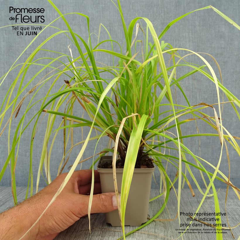 Exemplar von Carex oshimensis Everillo - Oshima-Segge Kleine Töpfe von 8/9 cm wie im Sommer geliefert