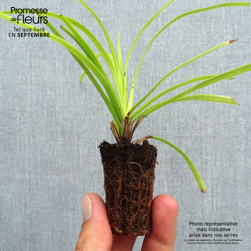 Exemplar von Carex oshimensis Everillo - Oshima-Segge Mini-Plug Ø 3/4 cm wie im Herbst geliefert