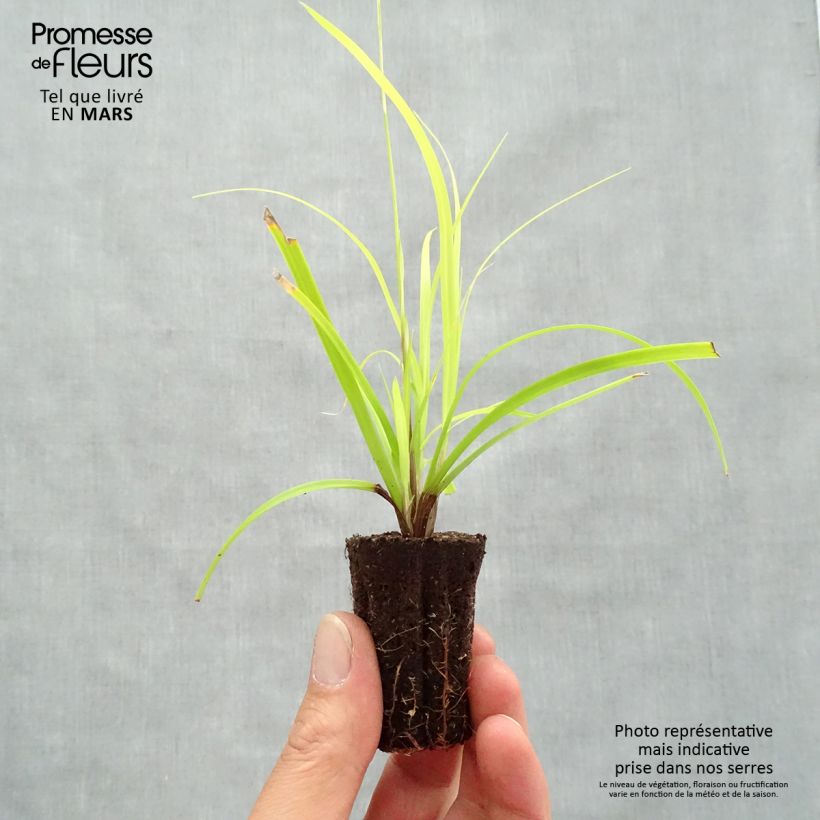Exemplar von Carex oshimensis Everillo - Oshima-Segge Mini-Plug Ø 3/4 cm wie im Frühjahr geliefert