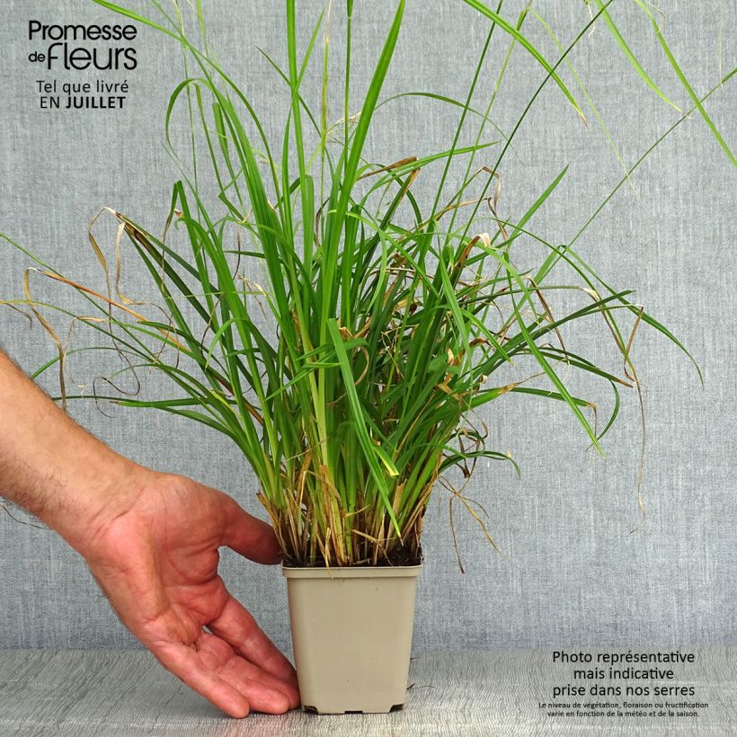 Exemplar von Carex oshimensis EverColor Everlime - Oshima-Segge Kleine Töpfe von 8/9 cm wie im Sommer geliefert