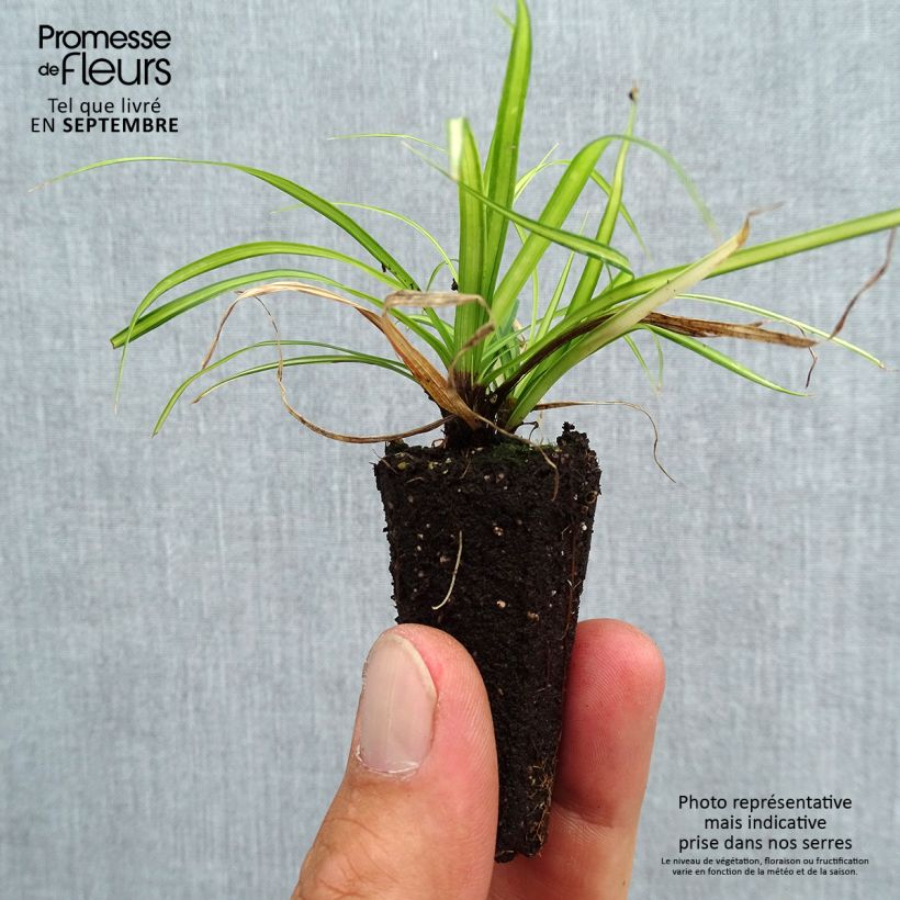 Exemplar von Carex oshimensis EverColor Eversheen - Oshima-Segge Mini-Plug Ø 3/4 cm wie im Herbst geliefert