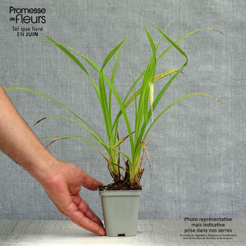 Exemplar von Carex pendula - Hänge-Segge Kleine Töpfe von 8/9 cm wie im Sommer geliefert