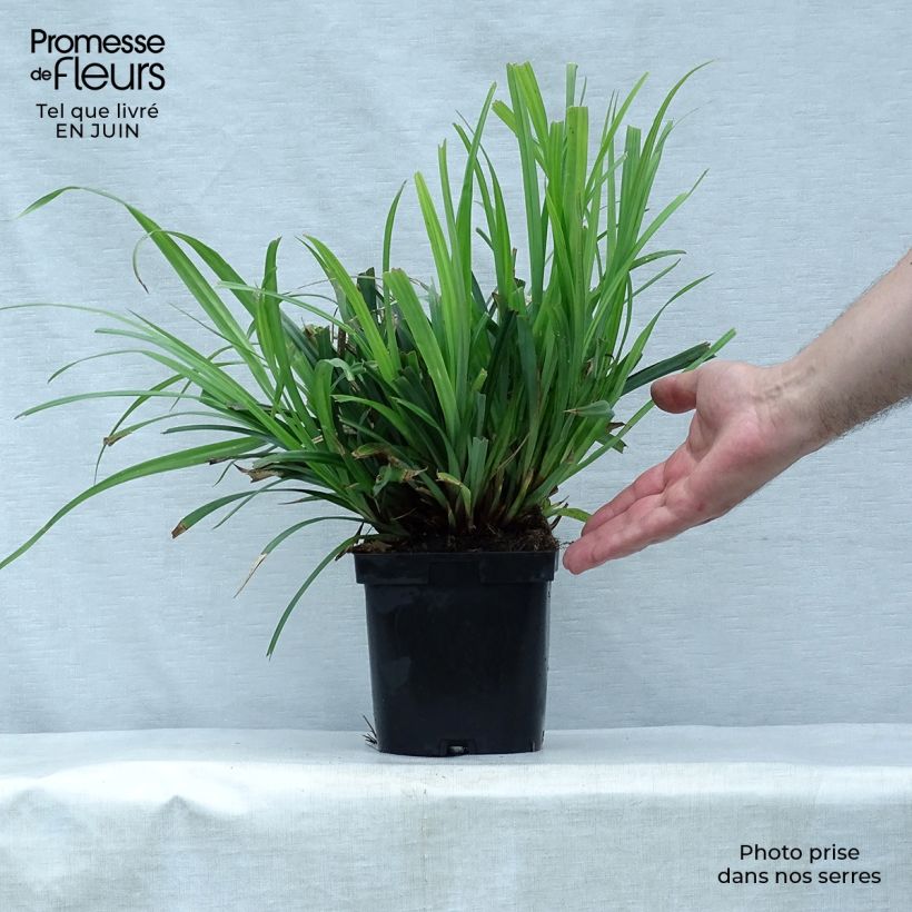 Exemplar von Carex pendula - Hänge-Segge Topf mit 2L/3L wie im Sommer geliefert