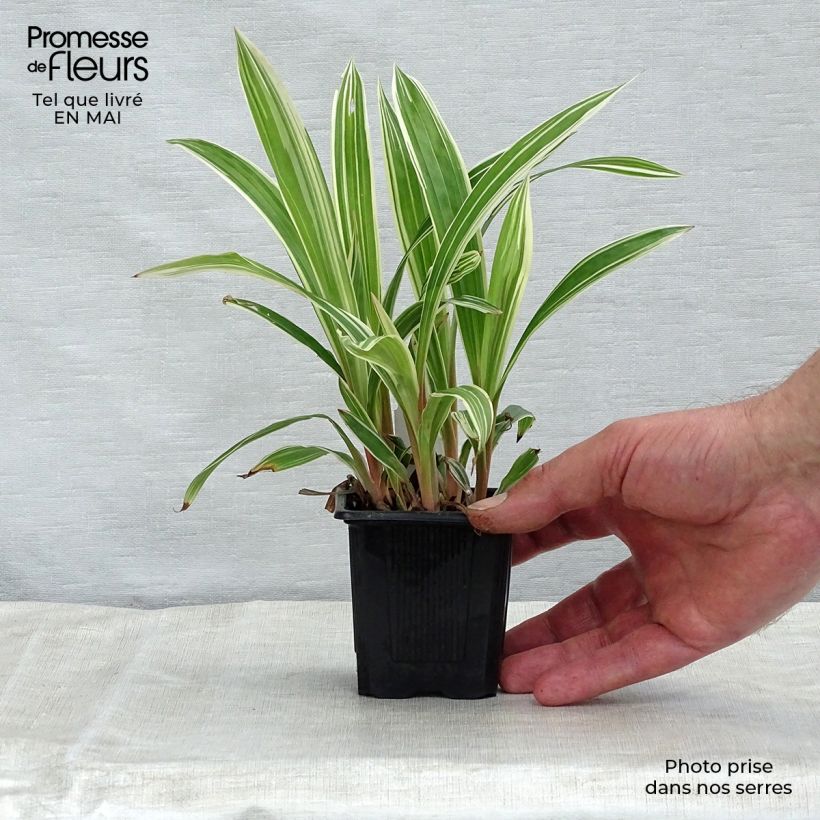 Exemplar von Carex siderosticha Variegata - Laîche Godet de 9cm wie im Frühjahr geliefert