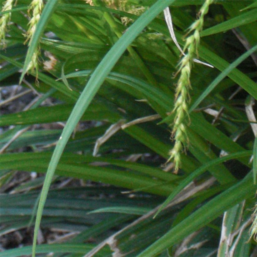 Carex sylvatica - Wald-Segge (Laub)