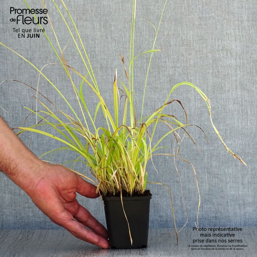 Exemplar von Carex sylvatica - Wald-Segge Kleine Töpfe von 8/9 cm wie im Sommer geliefert