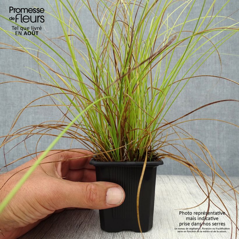 Exemplar von Carex testacea Lime Shine - Orange Segge Kleine Töpfe von 8/9 cm wie im Sommer geliefert