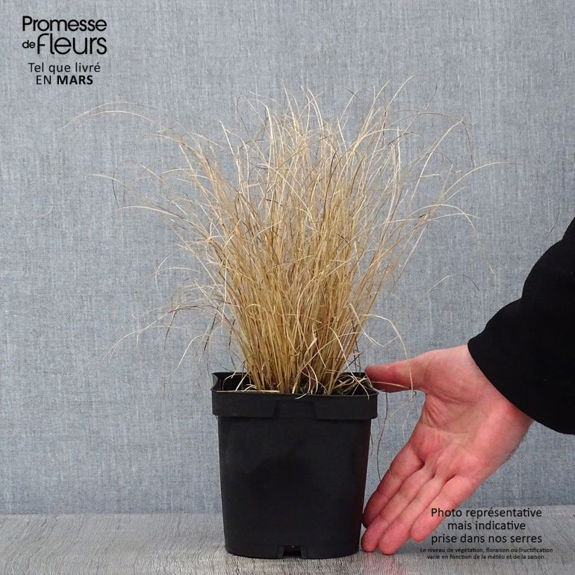 Exemplar von Carex testacea Lime Shine - Orange Segge Topf mit 2L/3L wie im Winter geliefert
