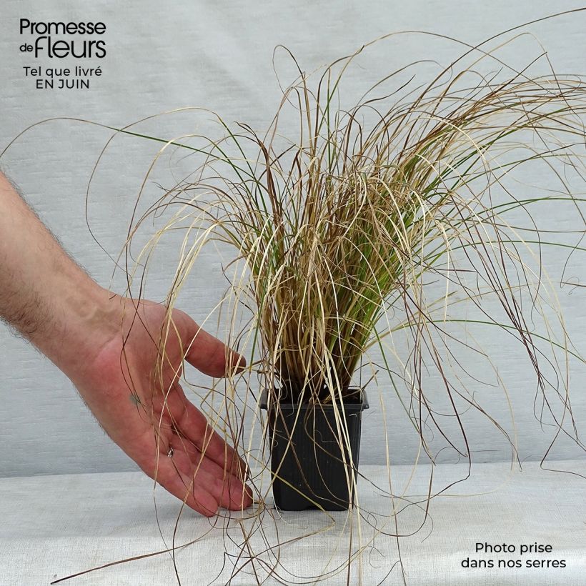 Exemplar von Carex testacea Prairie Fire - Orange Segge Kleine Töpfe von 8/9 cm wie im Sommer geliefert