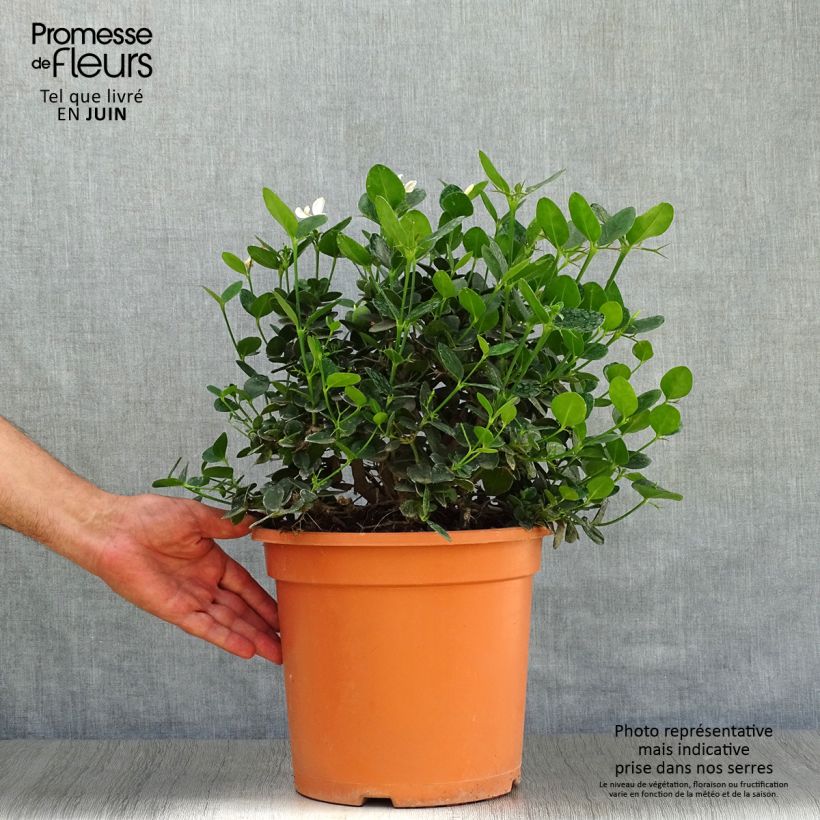 Exemplar von Carissa macrocarpa Prostrata Topf mit 7,5L/10LGelieferte Höhe ca. 30+cm wie im Sommer geliefert