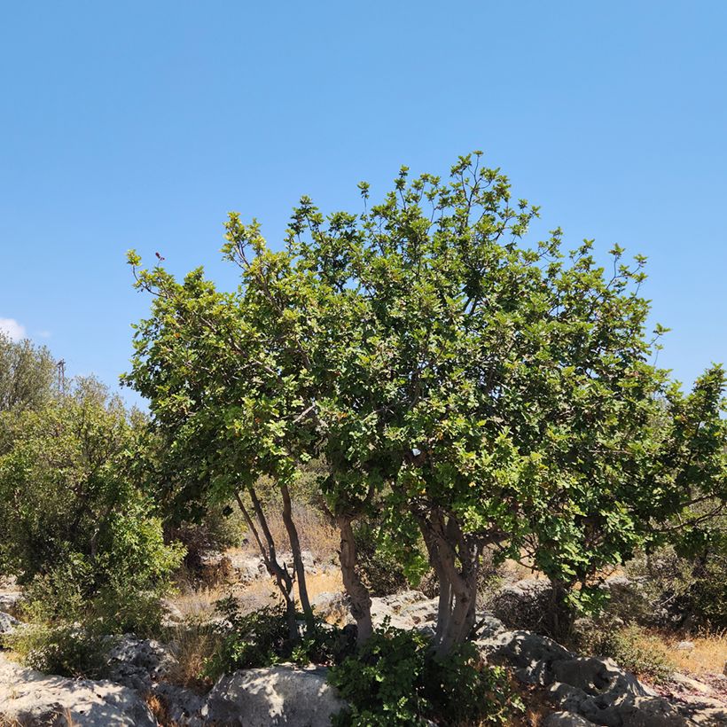 Johannisbrotbaum - Ceratonia siliqua (Hafen)