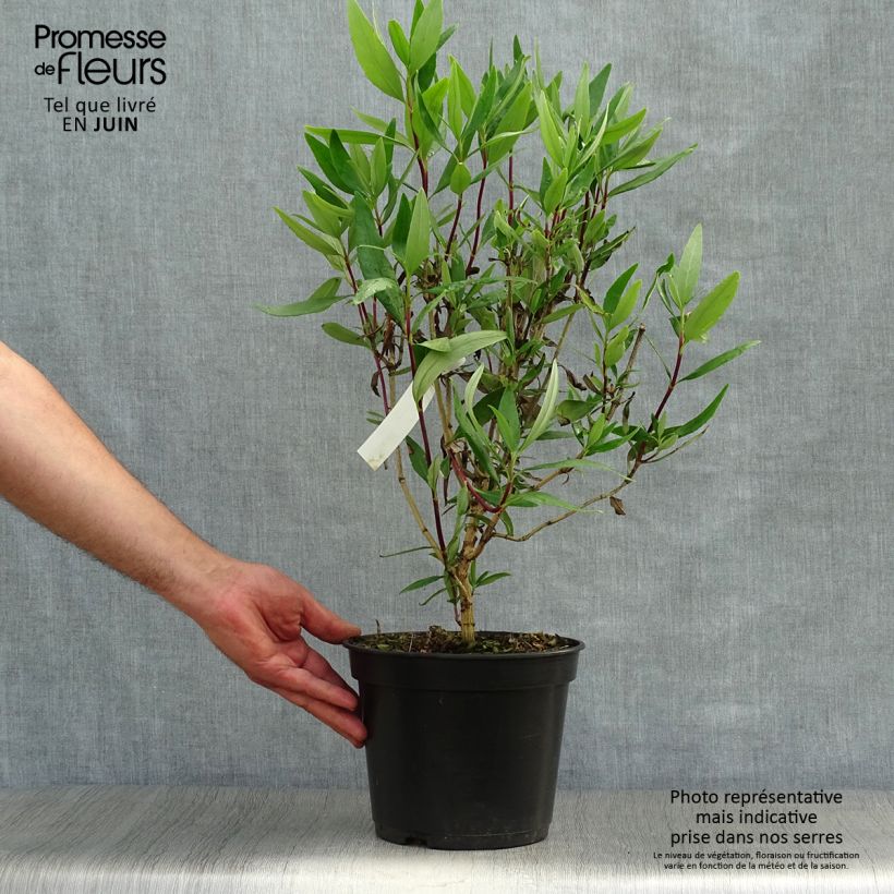Exemplar von Carpenteria californica Bodnant - Baum-Anemone Topf mit 3L/4L wie im Sommer geliefert