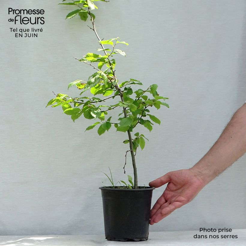 Exemplar von Hainbuche - Carpinus betulus Topf mit 2L/3L wie im Sommer geliefert